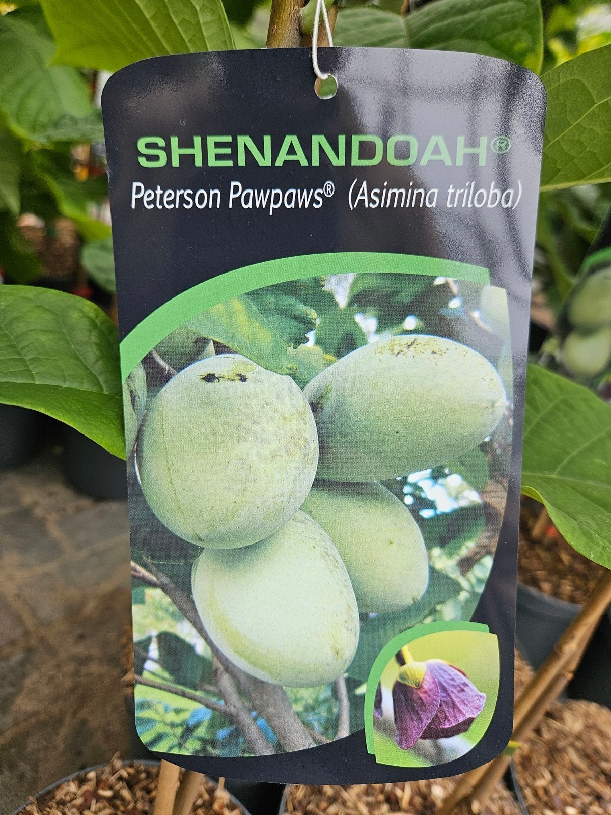 Shenandoah Peterson Pawpaw / Asimina triloba / eetbaar ‼️, Lente, 250 tot 400 cm, Ophalen, Volle zon