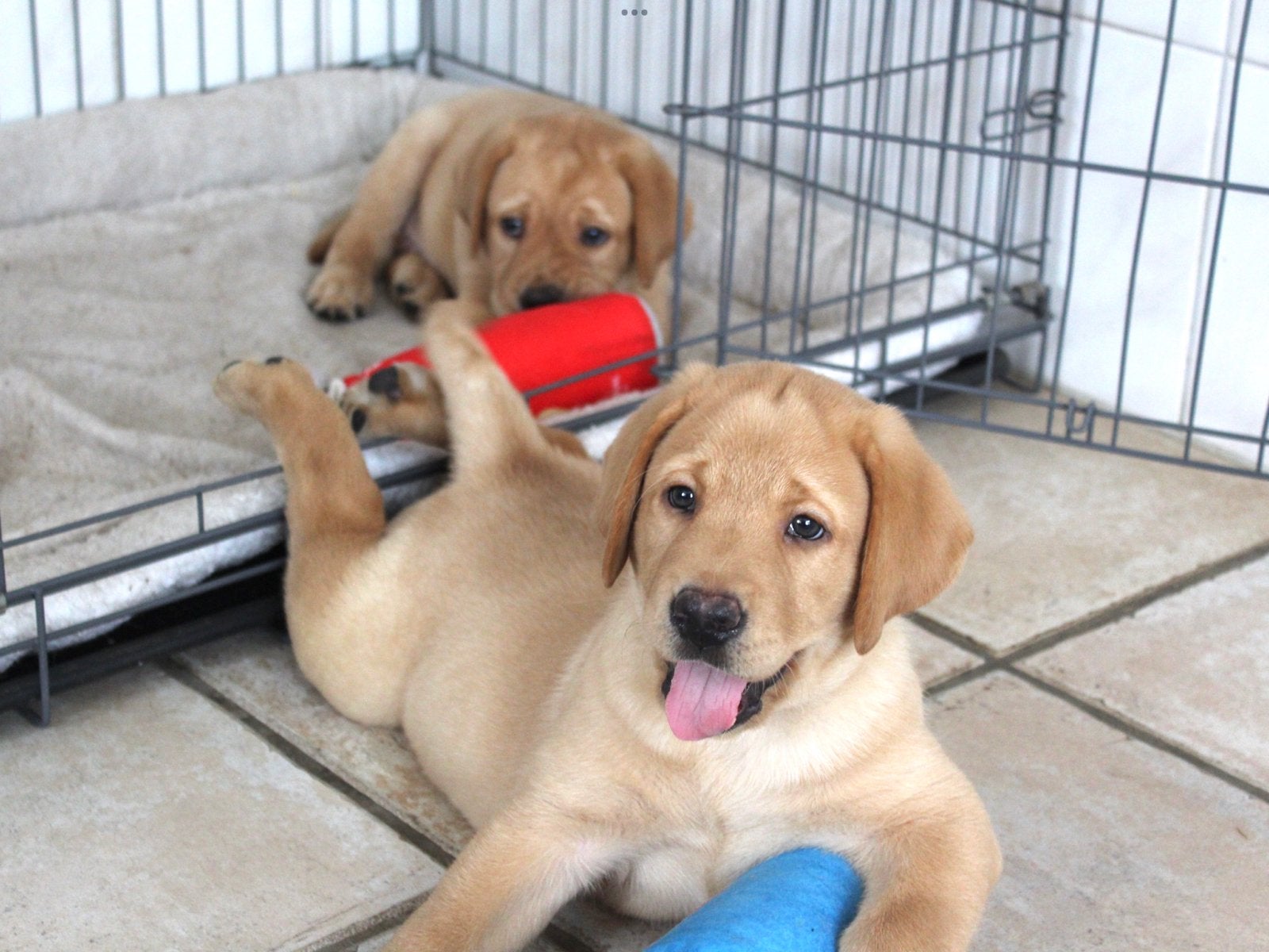 Red Fox Labrador x Blonde Labrador pups, Nederland, Labrador retriever, Meerdere, Meerdere dieren