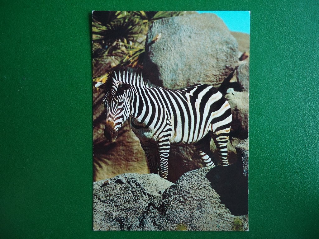 (1502) Dierenkaart: ZEBRA, Verzenden, 1980 tot heden, Ongelopen, Wild dier