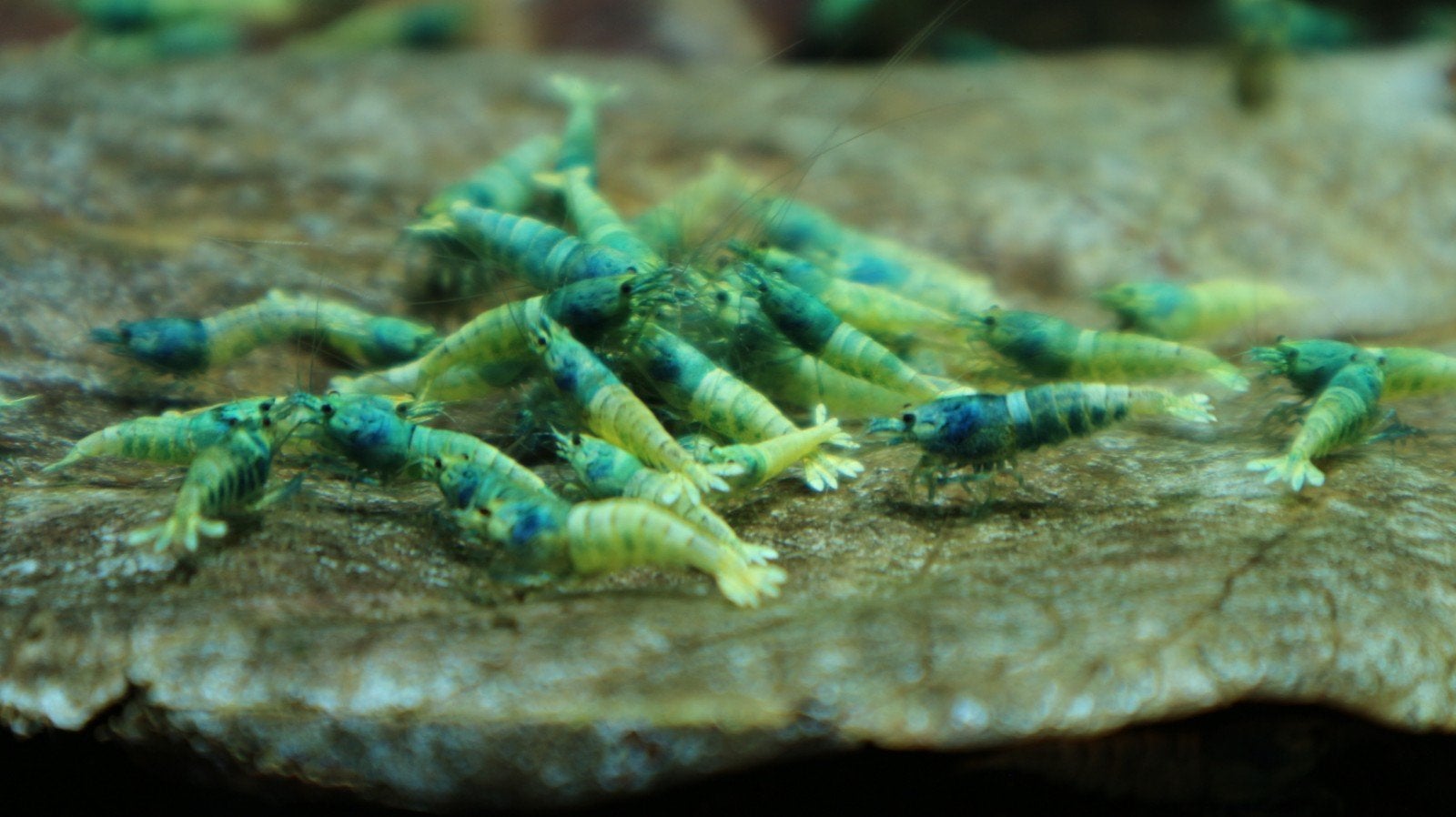 blue bolt garnalen, Dieren en Toebehoren, Vissen | Aquariumvissen, Kreeft, Krab of Garnaal
