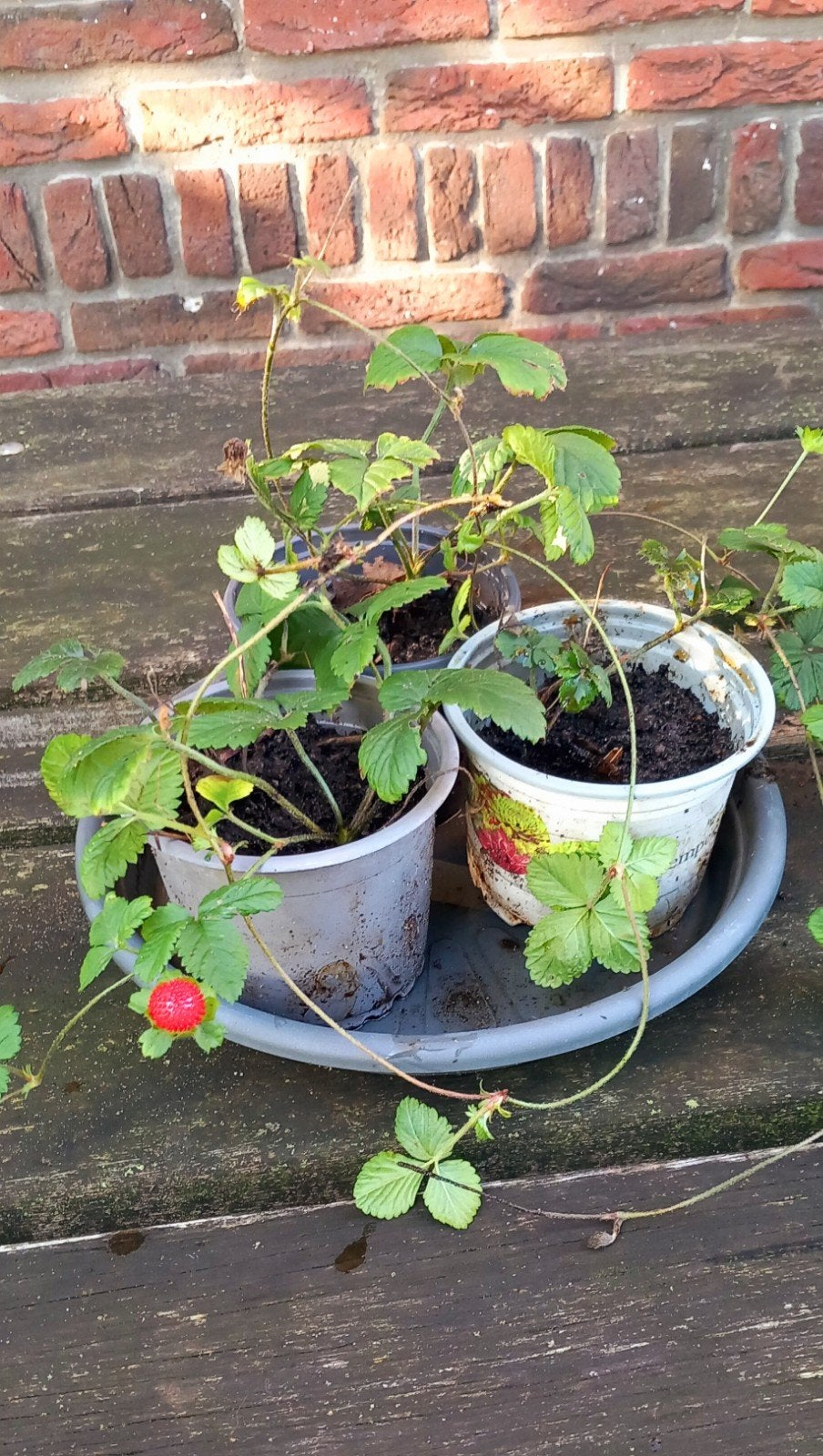 Aardbeienplantjes -  bodembedekkers, Volle zon, Vaste plant, Zomer, Ophalen