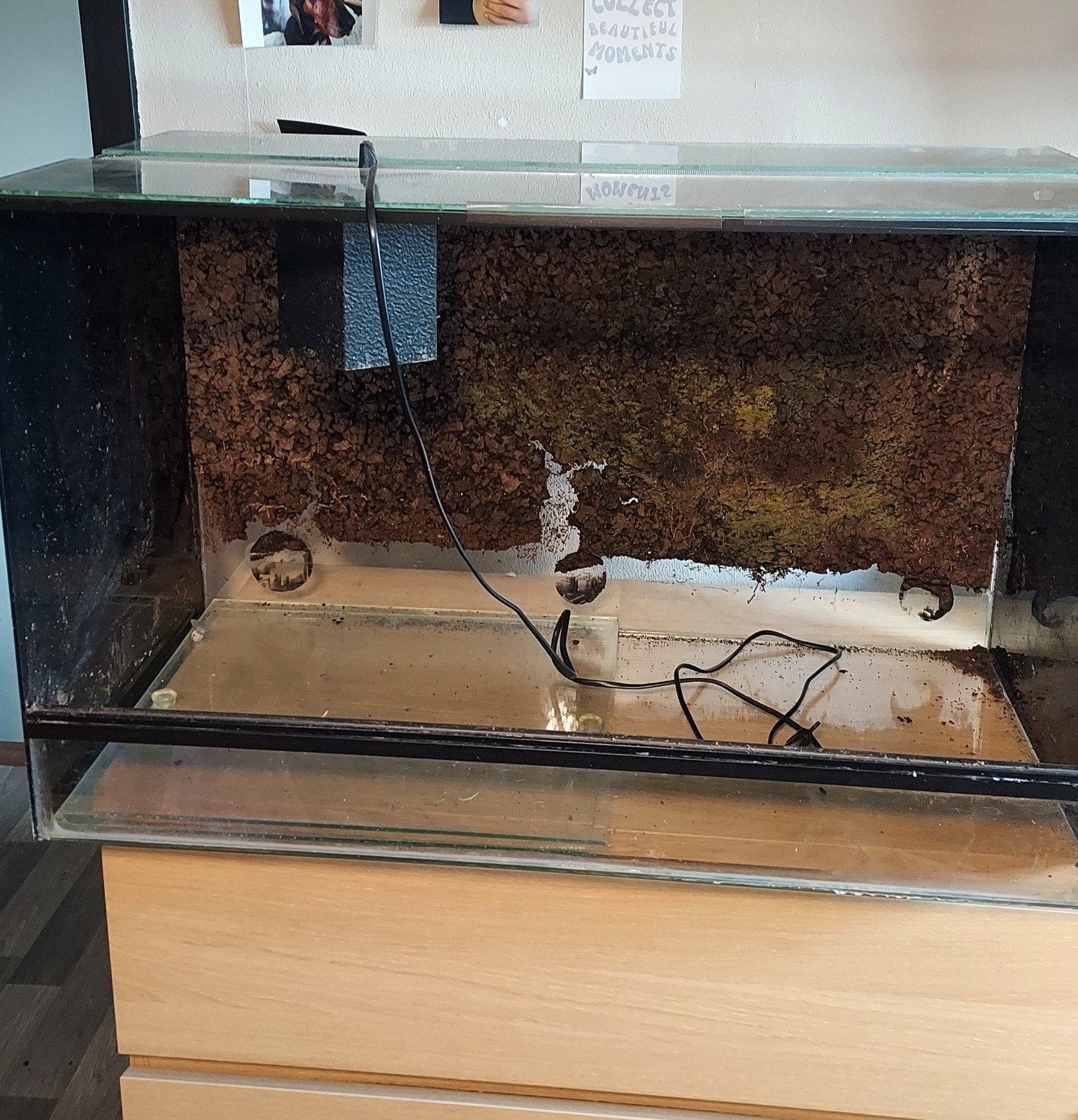 Ruim terrarium met zwarte zijkanten, Ophalen, Gebruikt, Terrarium of Paludarium