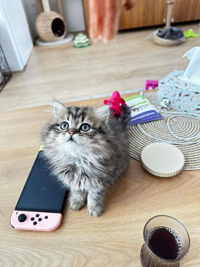 Britselanghaar kitten, Dieren en Toebehoren, Meerdere dieren, Met stamboom