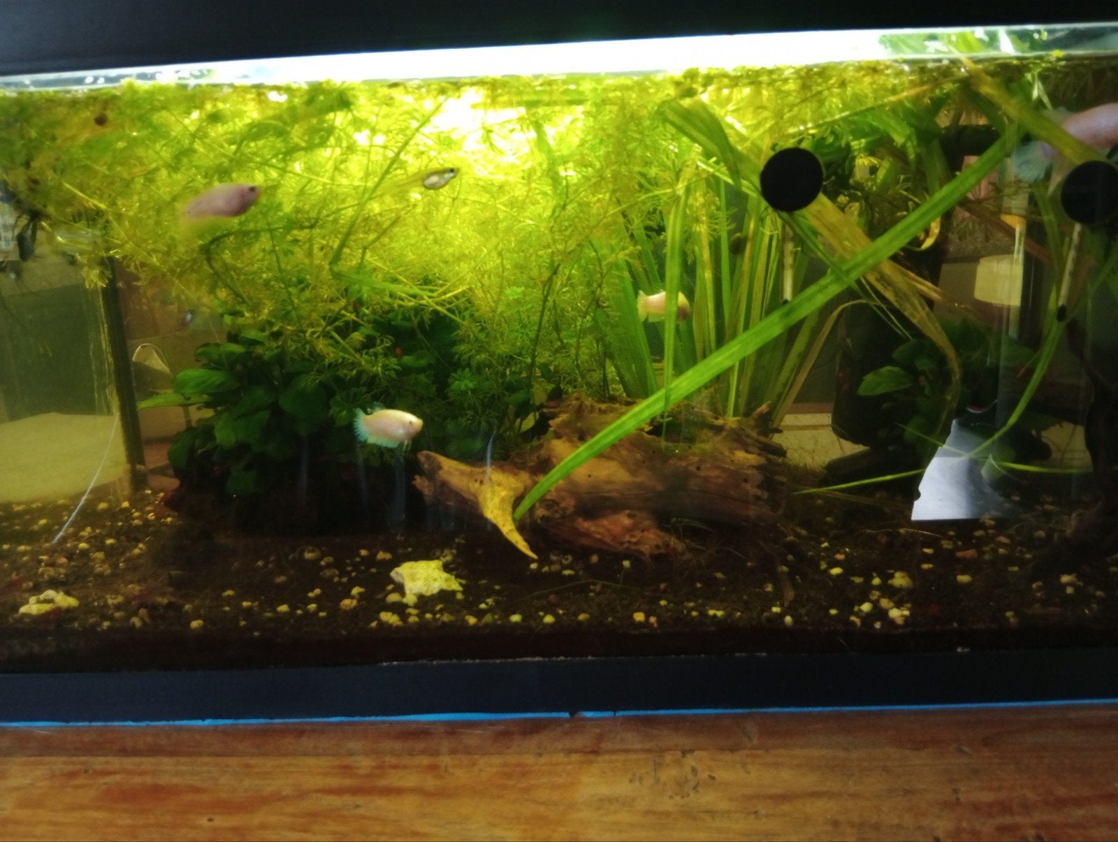 Aquarium van 60x30 met guppen en Betta, Dieren en Toebehoren, Vissen | Aquaria en Toebehoren, Ophalen, Gevuld zoetwateraquarium