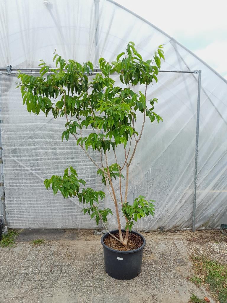 Heptacodium miconioides (zevenzonenboom) solitair/meerstam, Ophalen, Overige soorten, Volle zon