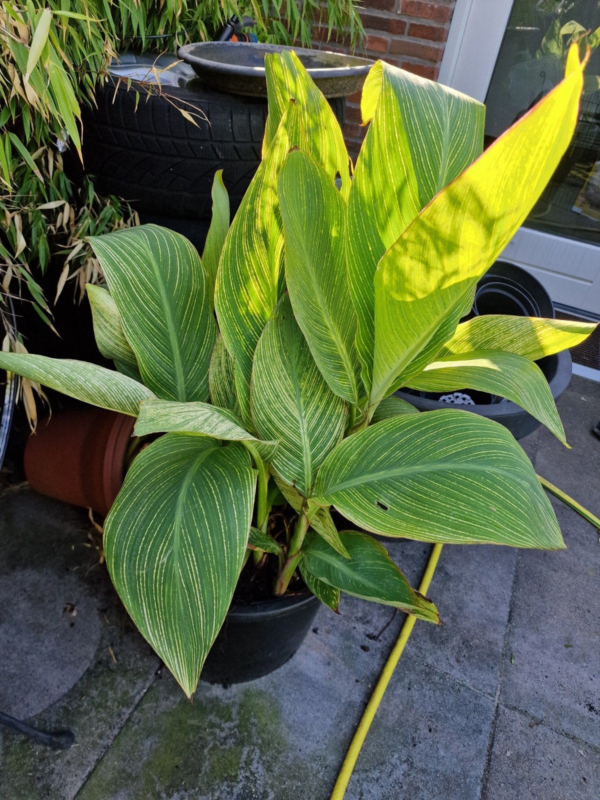 canna pretoria, Tuin en Terras, Ophalen, Overige soorten, Volle zon