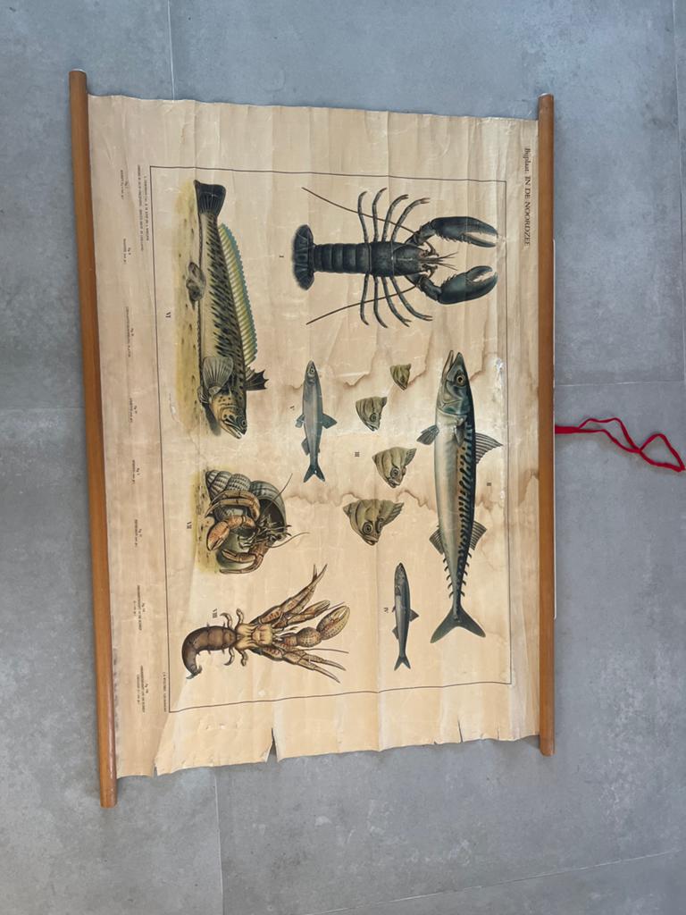Vintage biologie schoolplaat: Kreeften en vissen, Ophalen of Verzenden, Natuur en Biologie