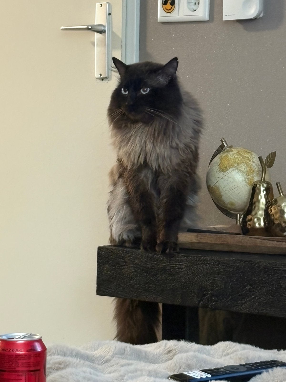 Seal mink  ragdoll kater, Kater, Gechipt, 3 tot 5 jaar