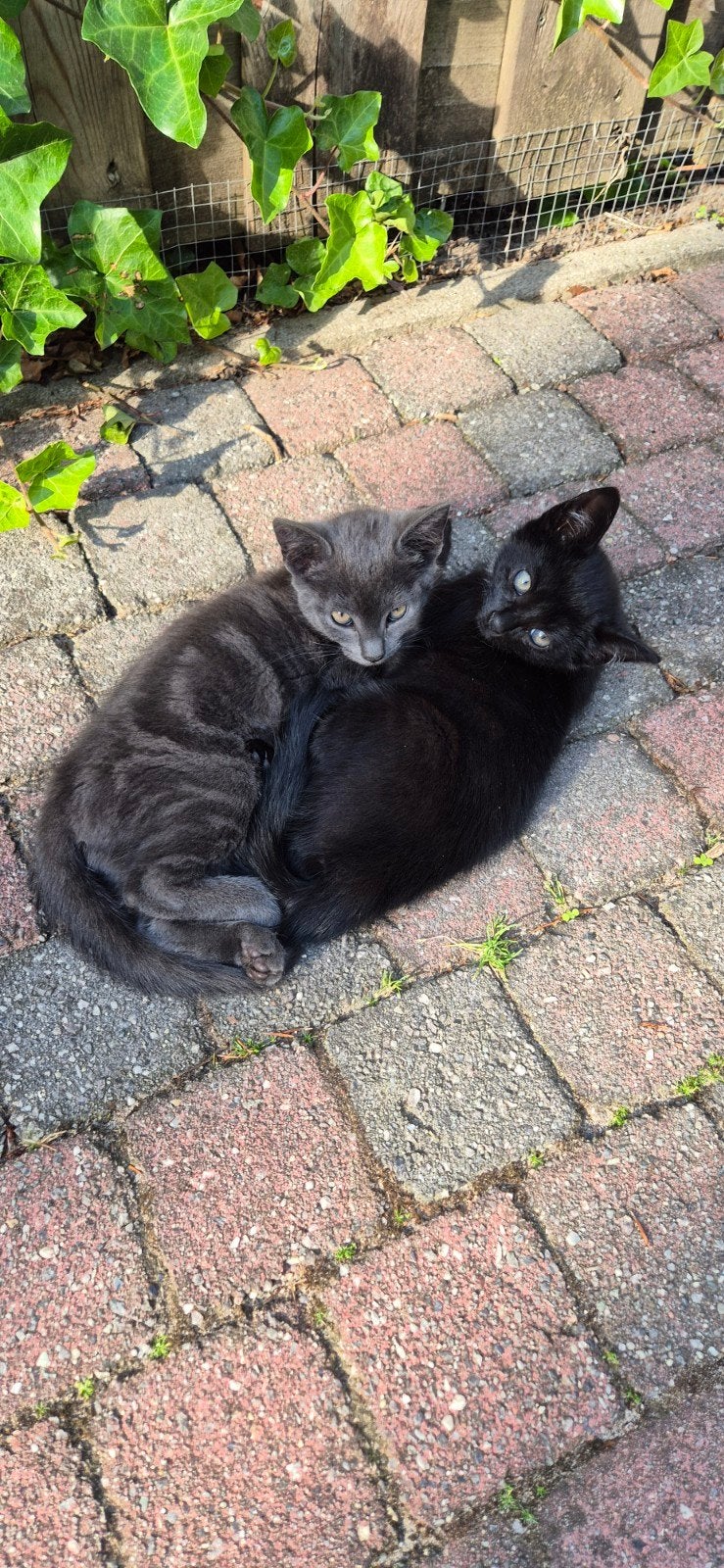 Twee lieve kittens opzoek naar een nieuw baasje, Dieren en Toebehoren