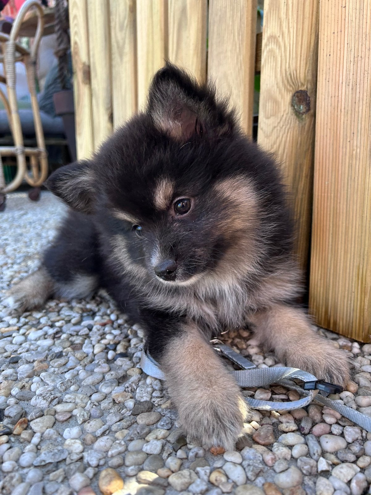 Pomsky, 8 tot 15 weken, Parvo, Meerdere, Meerdere dieren