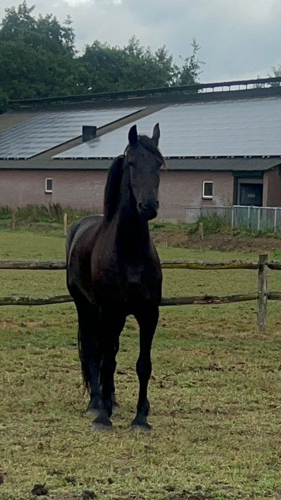 Prachtige friese kfps ruin, Met stamboom, Ruin, Dressuurpaard, Zadelmak