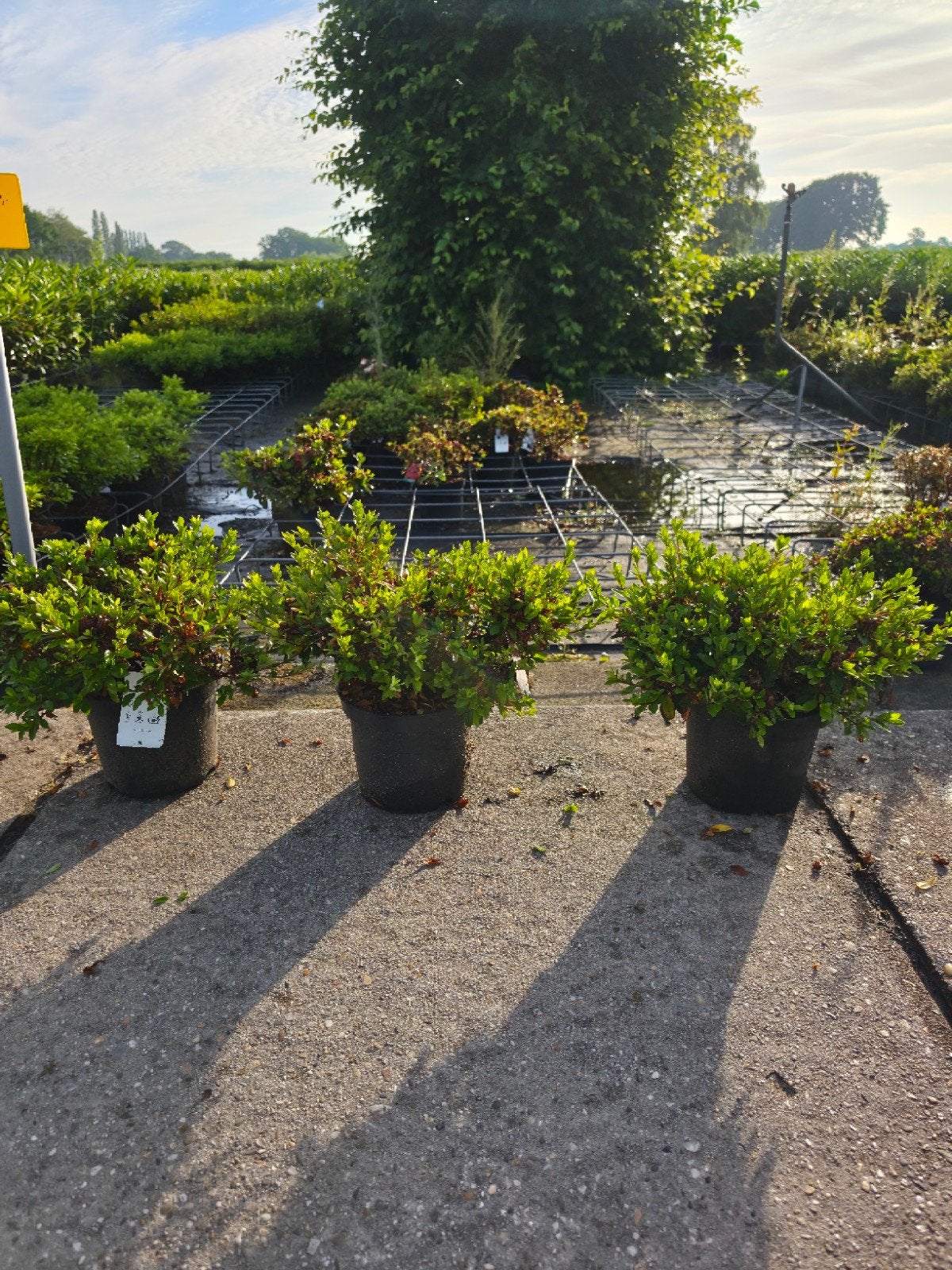 Azalea Japonica Sabina, Ophalen, Overige soorten, Struik, Minder dan 100 cm