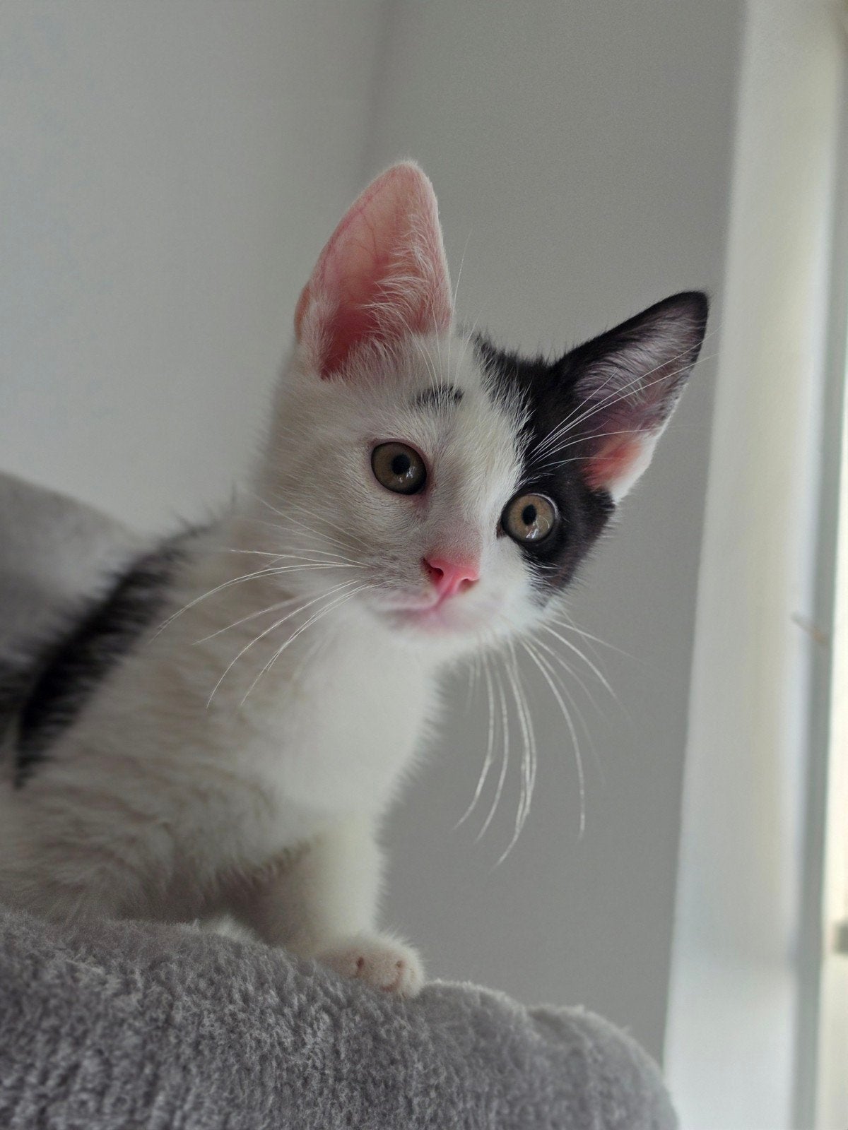 Kittens te koop!, Dieren en Toebehoren, Kater, Kortharig, 0 tot 2 jaar