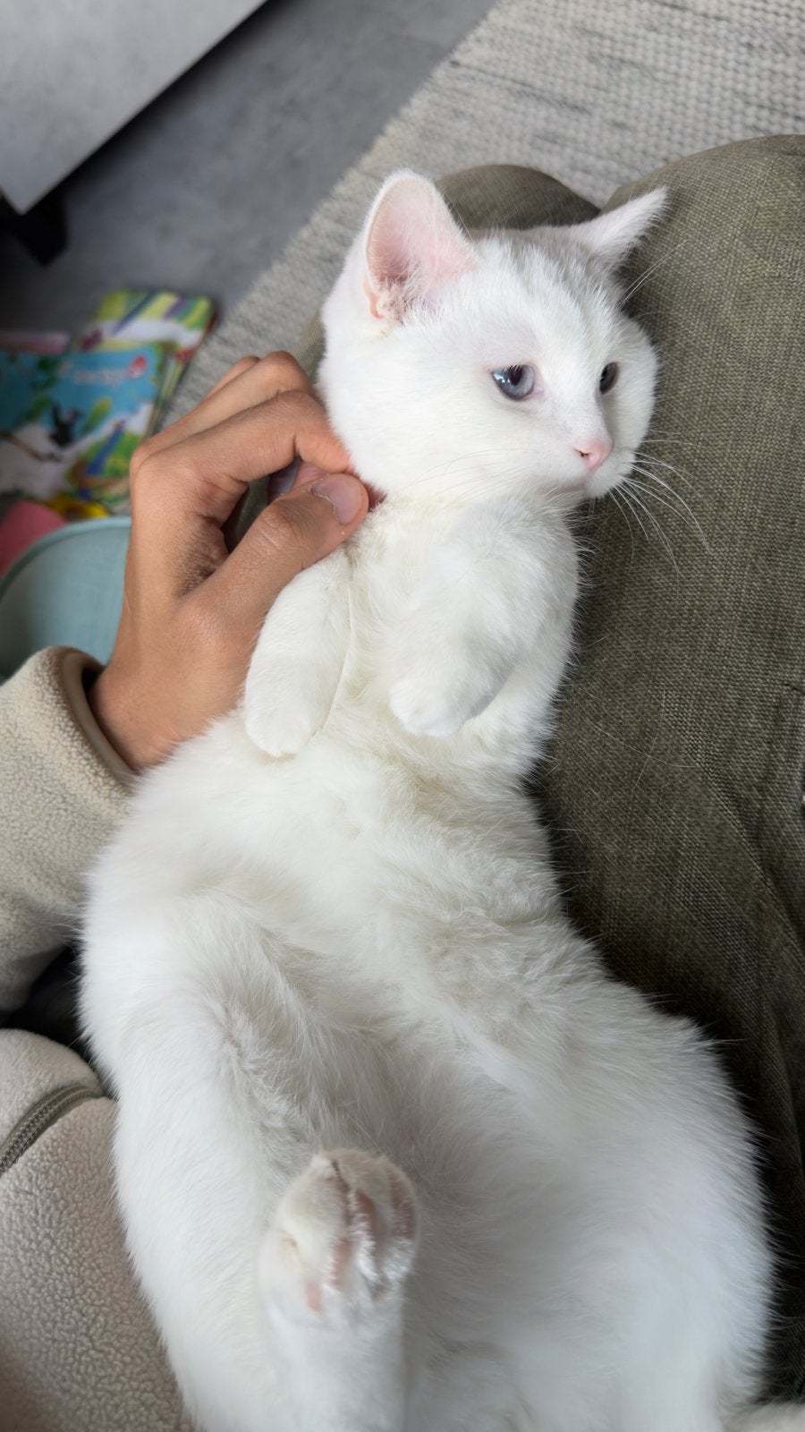 Cat, Dieren en Toebehoren, Kater, Kortharig, 0 tot 2 jaar