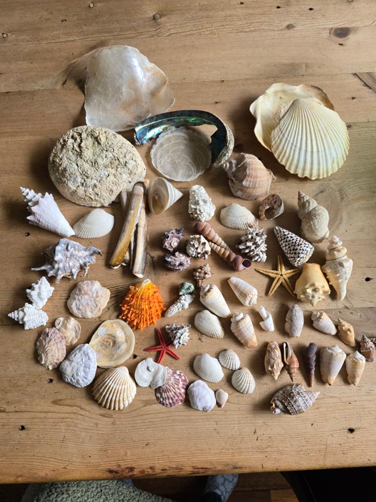 Grote verzameling diverse schelpen en zeesterren, Ophalen of Verzenden, Gebruikt