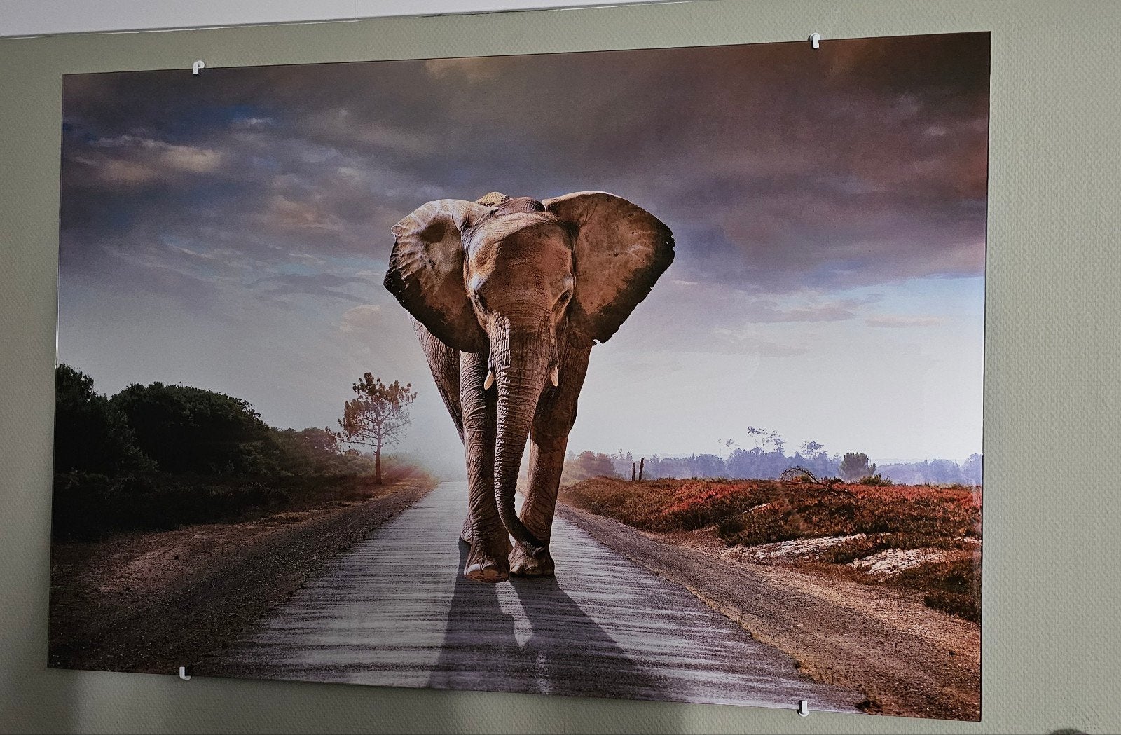 Prachtige Olifant op glasplaat (incl. ophanghaken), Ophalen, Zo goed als nieuw, 100 tot 125 cm, Foto of Poster