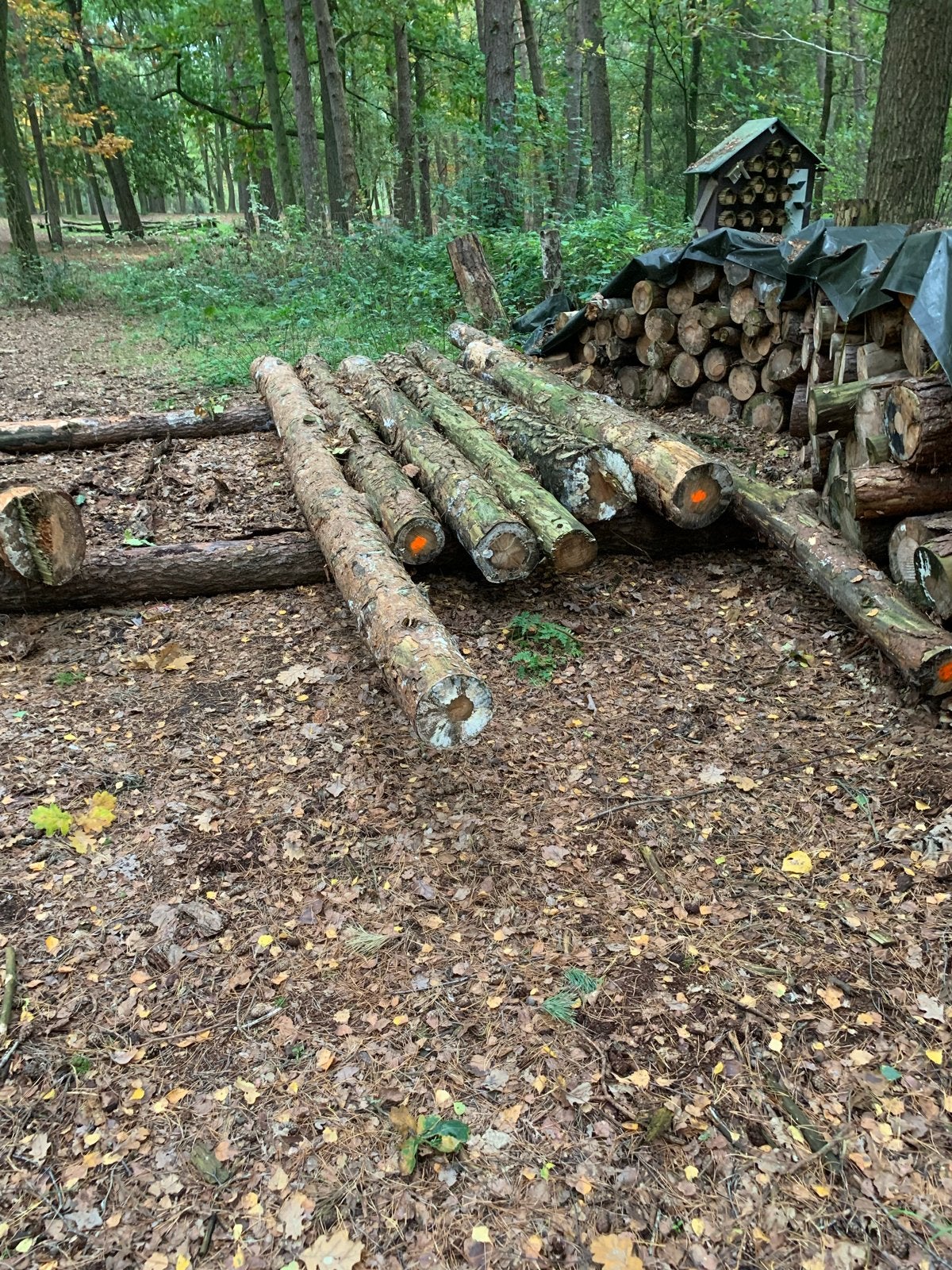 Verse boomstammen grove den voor kachelhout, 6 m³ of meer, Ophalen, Overige houtsoorten, Stammen