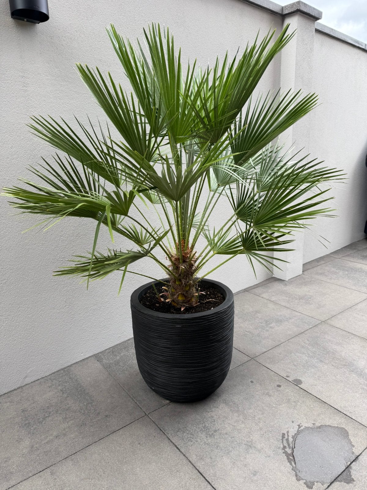 Zwarte pot Capi met palm, Ophalen, Overige soorten, Volle zon