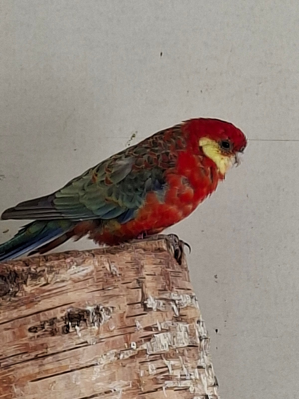 stanley rosella gezocht!!!