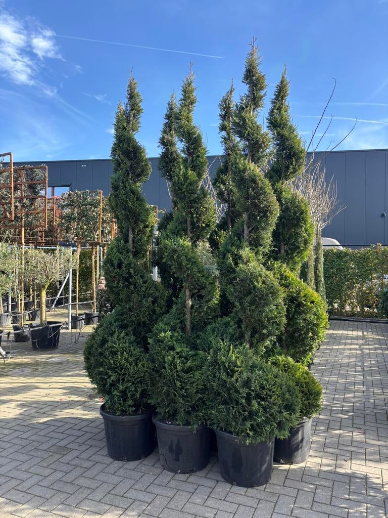 Cupressus leylandii spiraalvorm 250 cm, Bloeit niet, Overige soorten, 250 tot 400 cm, Ophalen