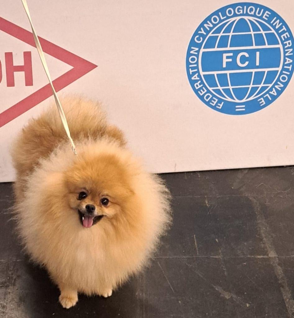 Pomeranian pups, Dieren en Toebehoren, Fokker | Hobbymatig, Reu, 1 tot 2 jaar, Buitenland