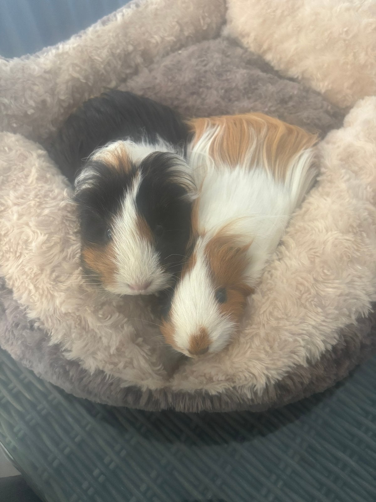 2 Zwangere cavia zeugjes. Langhaar sheltie, Dieren en Toebehoren, Knaagdieren, Cavia, Vrouwelijk, Tam, Oktober