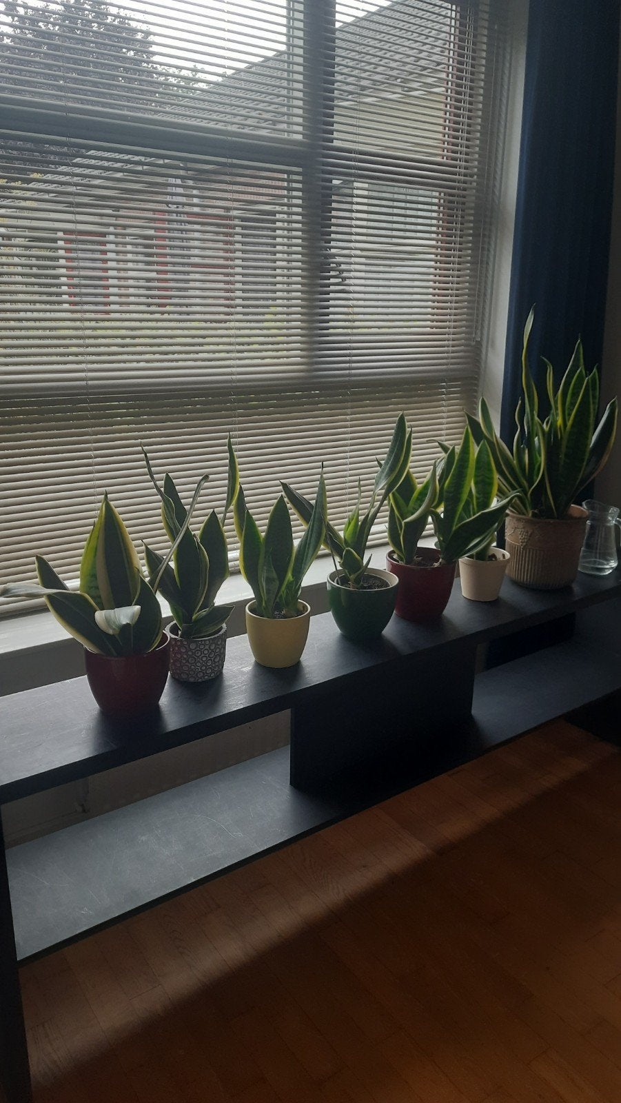 kamerplanten gratis afhalen, Ophalen, Halfschaduw, Minder dan 100 cm