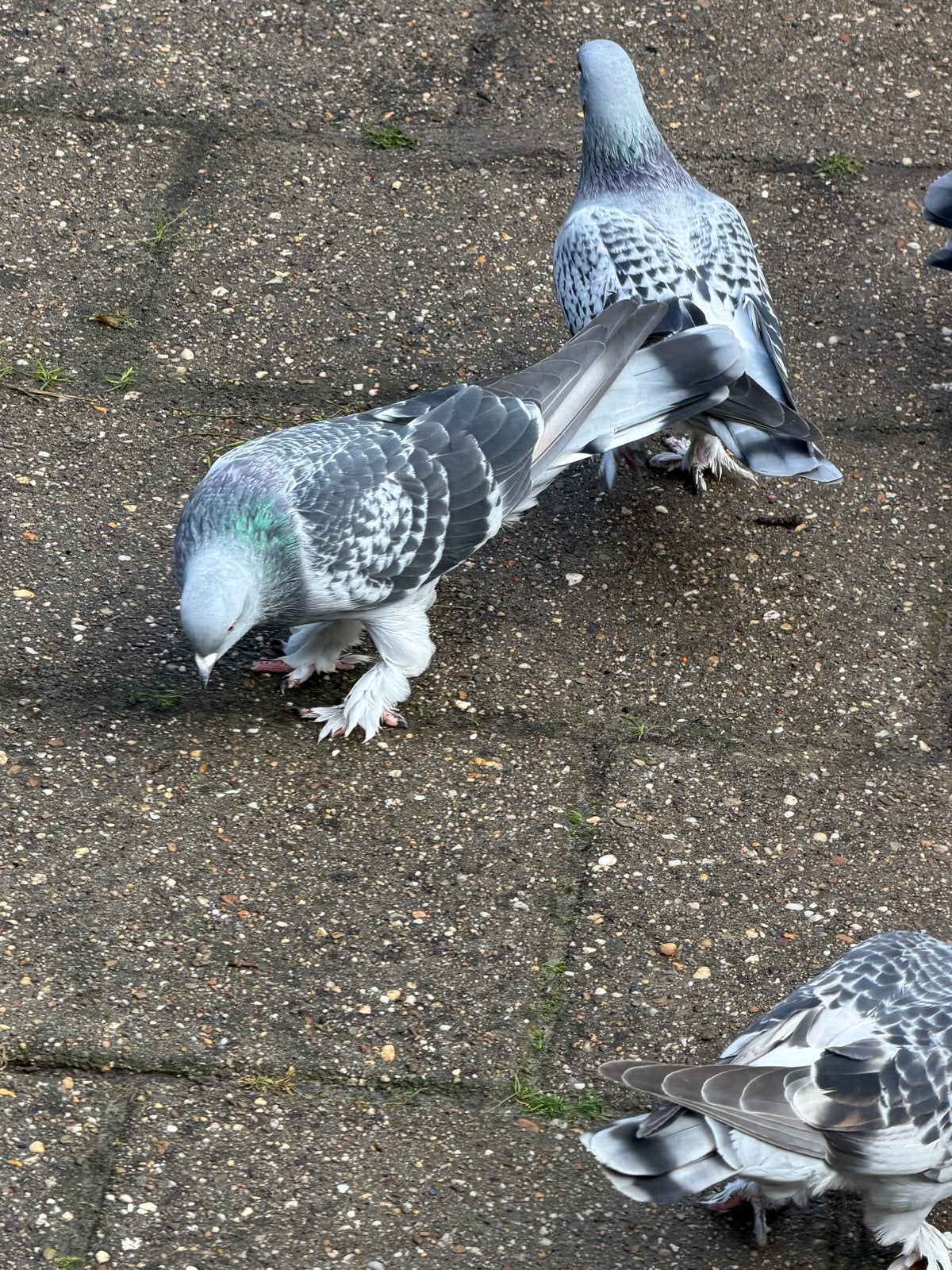 Takla duiven, Meerdere dieren, Postduif