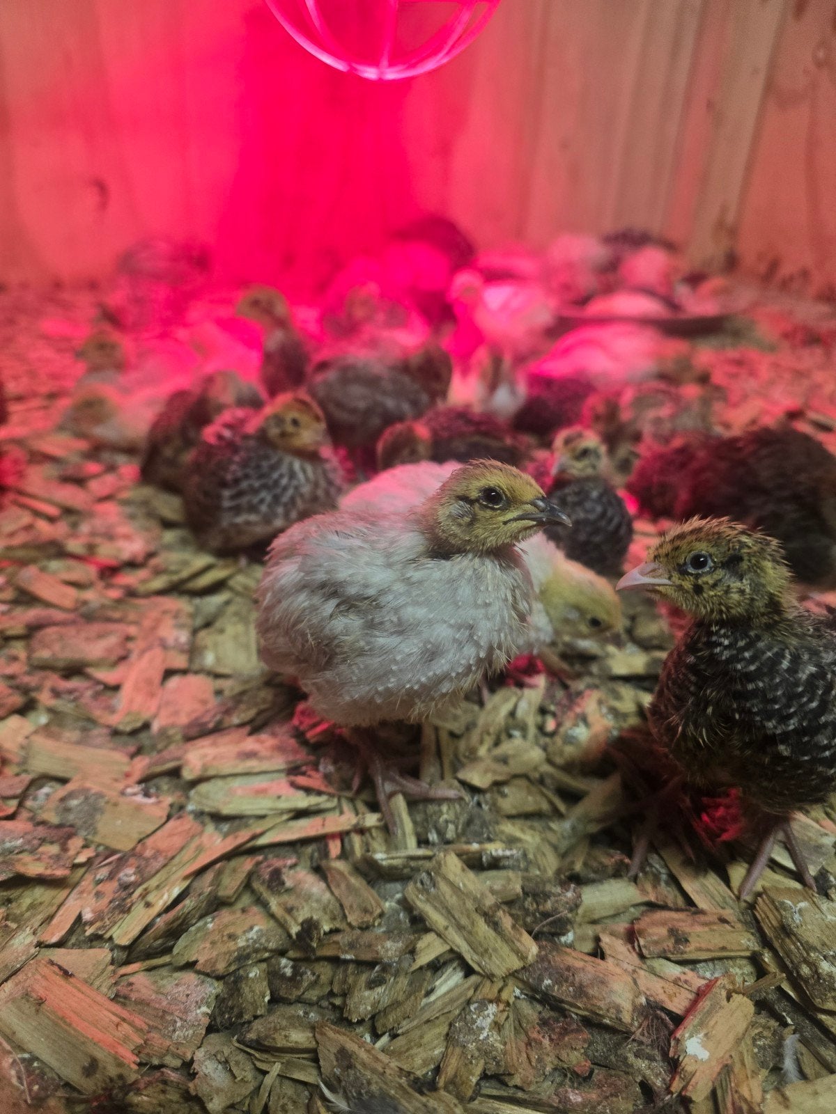 japanse kwartel kuikens, Dieren en Toebehoren, Geslacht onbekend, Overige soorten