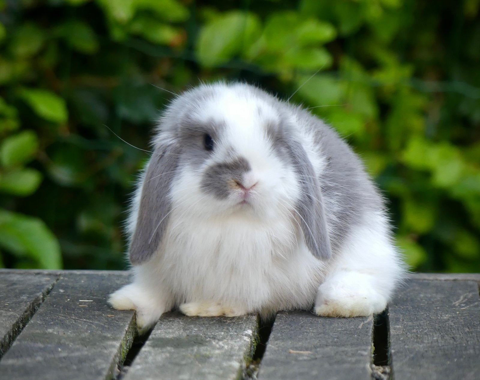 Mooie en tamme Nederlandse dwerghangoor konijntjes (nhd)!, Dieren en Toebehoren, Konijnen, Meerdere dieren, Dwerg, Hangoor, 0 tot 2 jaar