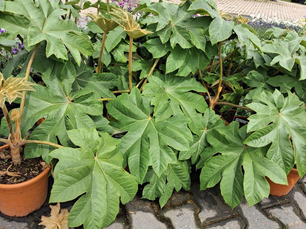 Tetrapanax papyrifer 'Rex' - Rijstpapierplant, Tuin en Terras, Overige soorten, Vaste plant, Ophalen of Verzenden, Halfschaduw
