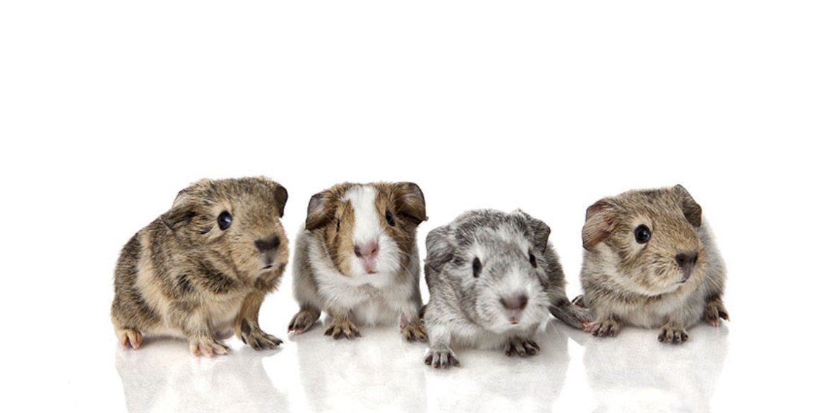Gezocht cavia jong, Dieren en Toebehoren, Knaagdieren, Cavia, Augustus, Meerdere dieren, Tam