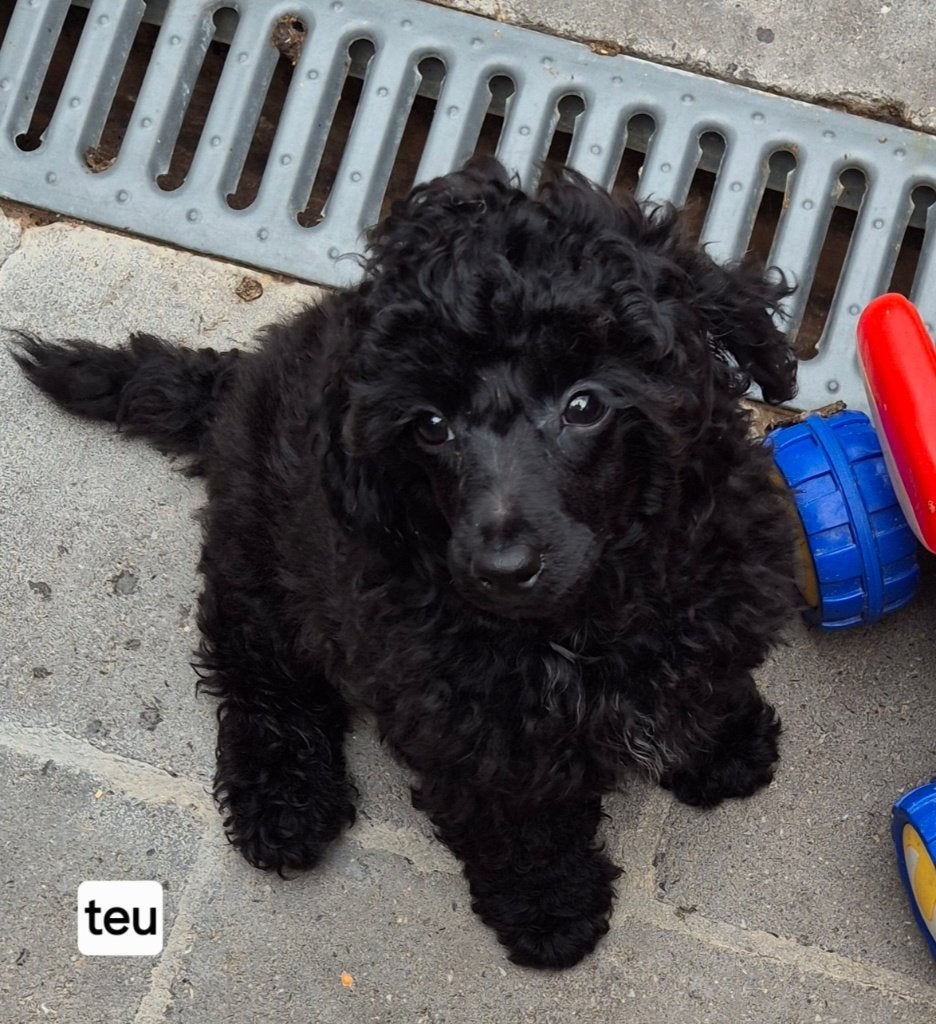 Lieve dwerg poedel pup, Poedel, Parvo, 8 tot 15 weken, Meerdere dieren