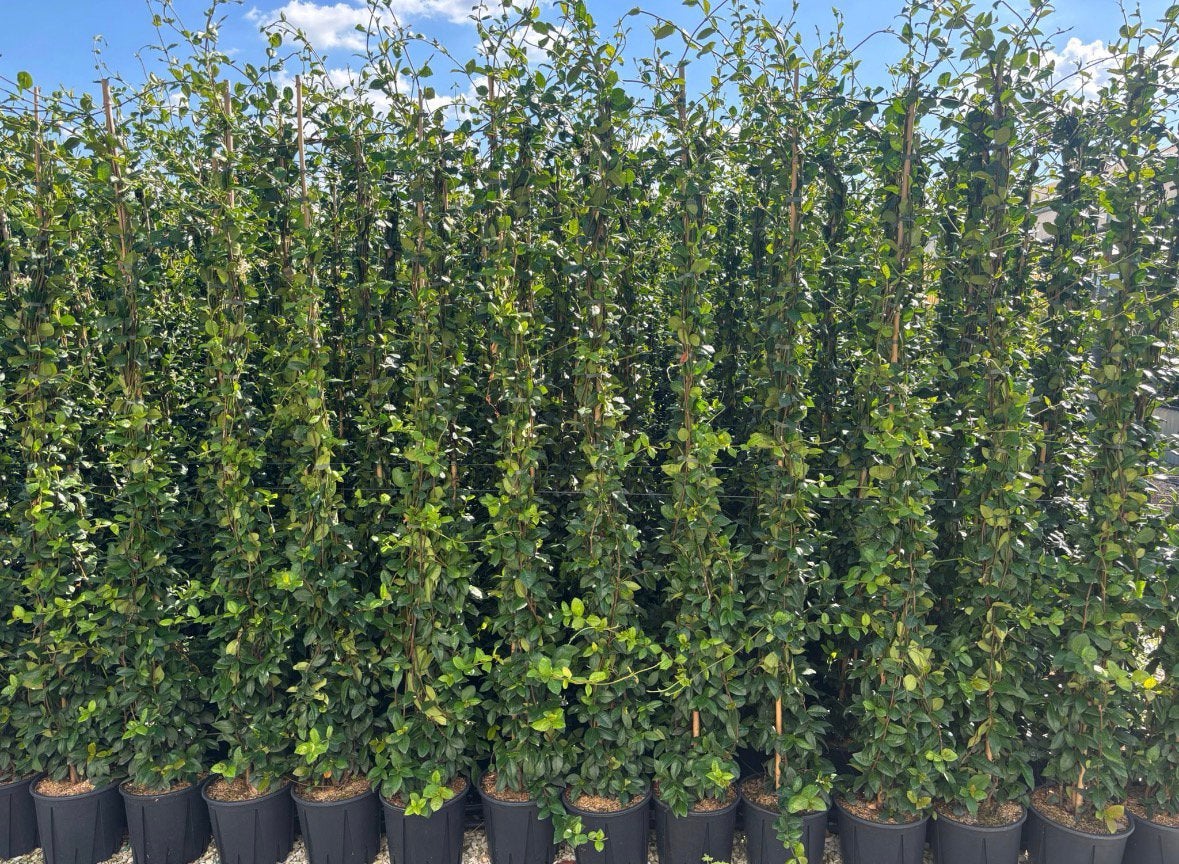 Trachelospermum jasminoides - Toscaanse jasmijn in maten, Tuin en Terras, Ophalen of Verzenden, Overige soorten