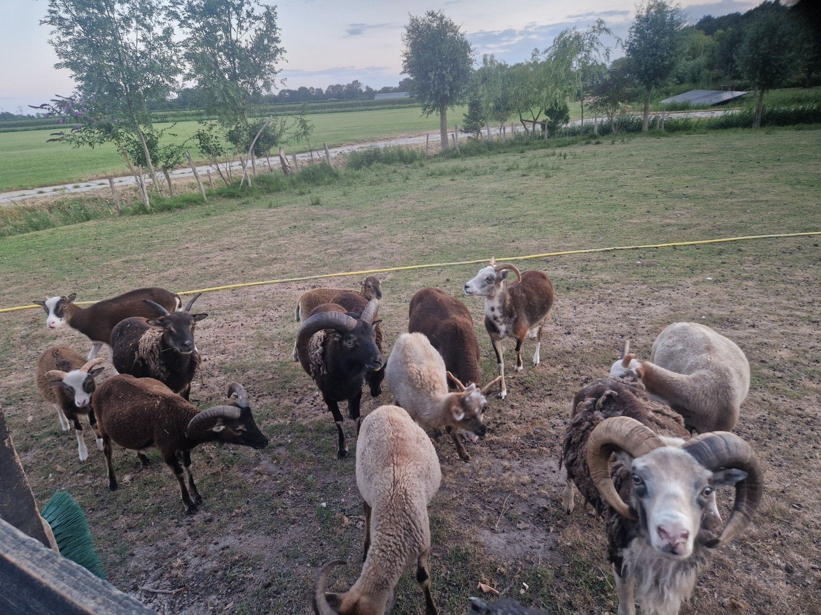 Soay schapen te koop , onderhoud gras of natuurgebied, Dieren en Toebehoren, Schapen, Geiten en Varkens, Meerdere dieren, Schaap