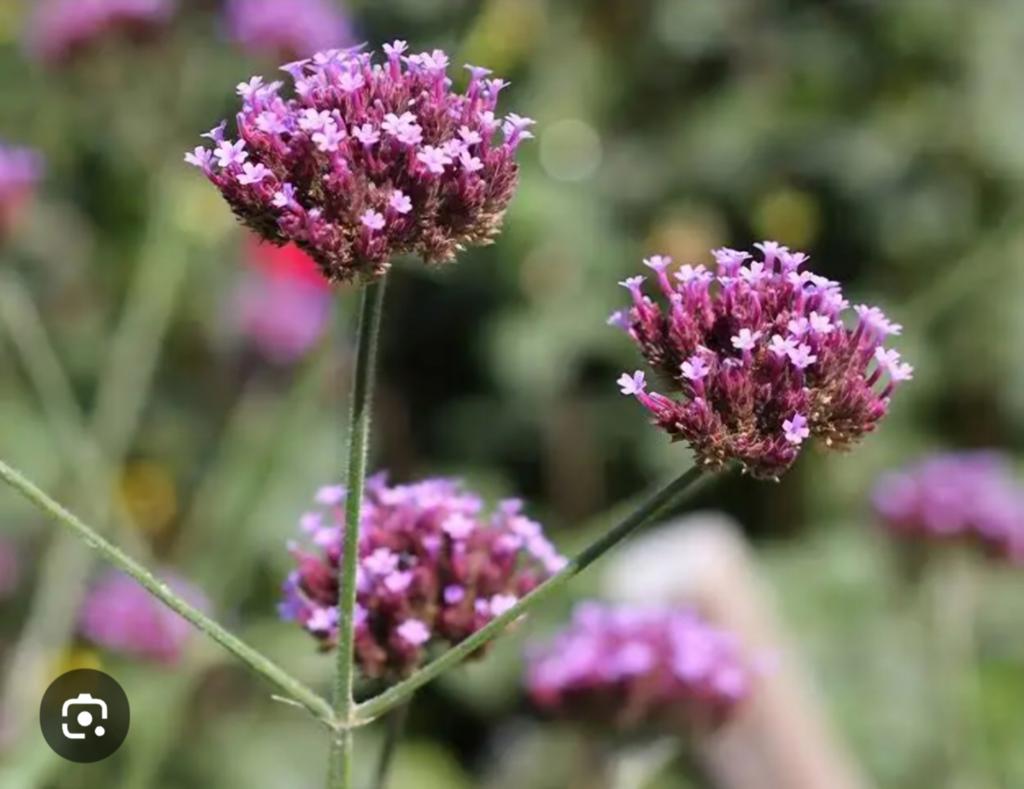 Nog 20 potjes Verbena  ijzerhard 10 potjes voor € 7,50, Volle zon, Vaste plant, Zomer, Ophalen