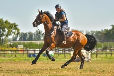 Allround  KWPN ruin, Dieren en Toebehoren, Paarden, Springpaard, 175 cm of meer, Met stamboom, Ruin