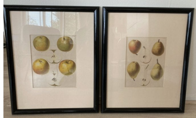 2 prenten G.Severeyns appels en peren met passpartout, Ophalen of Verzenden, Voor 1940, Zo goed als nieuw, Overige onderwerpen