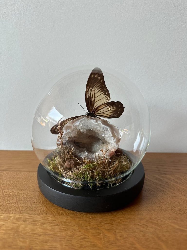 Graphium encelades vlinder, Ophalen
