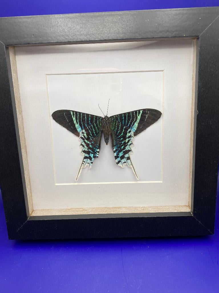 vlinder Urania Leilus, Ophalen of Verzenden, Nieuw, Insect, Opgezet dier