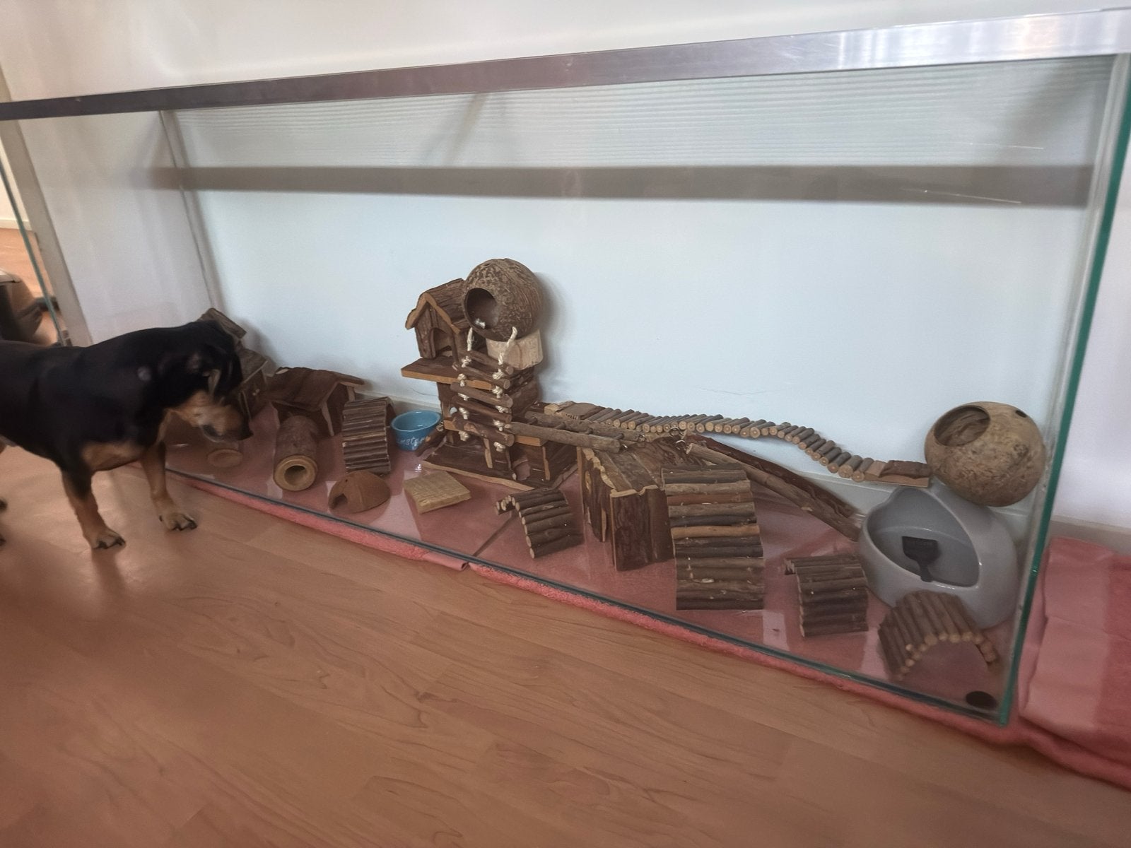 Groot verblijf / hok van glas., Dieren en Toebehoren, Knaagdieren en Konijnen | Hokken en Kooien, Ophalen, 60 tot 90 cm, Muis