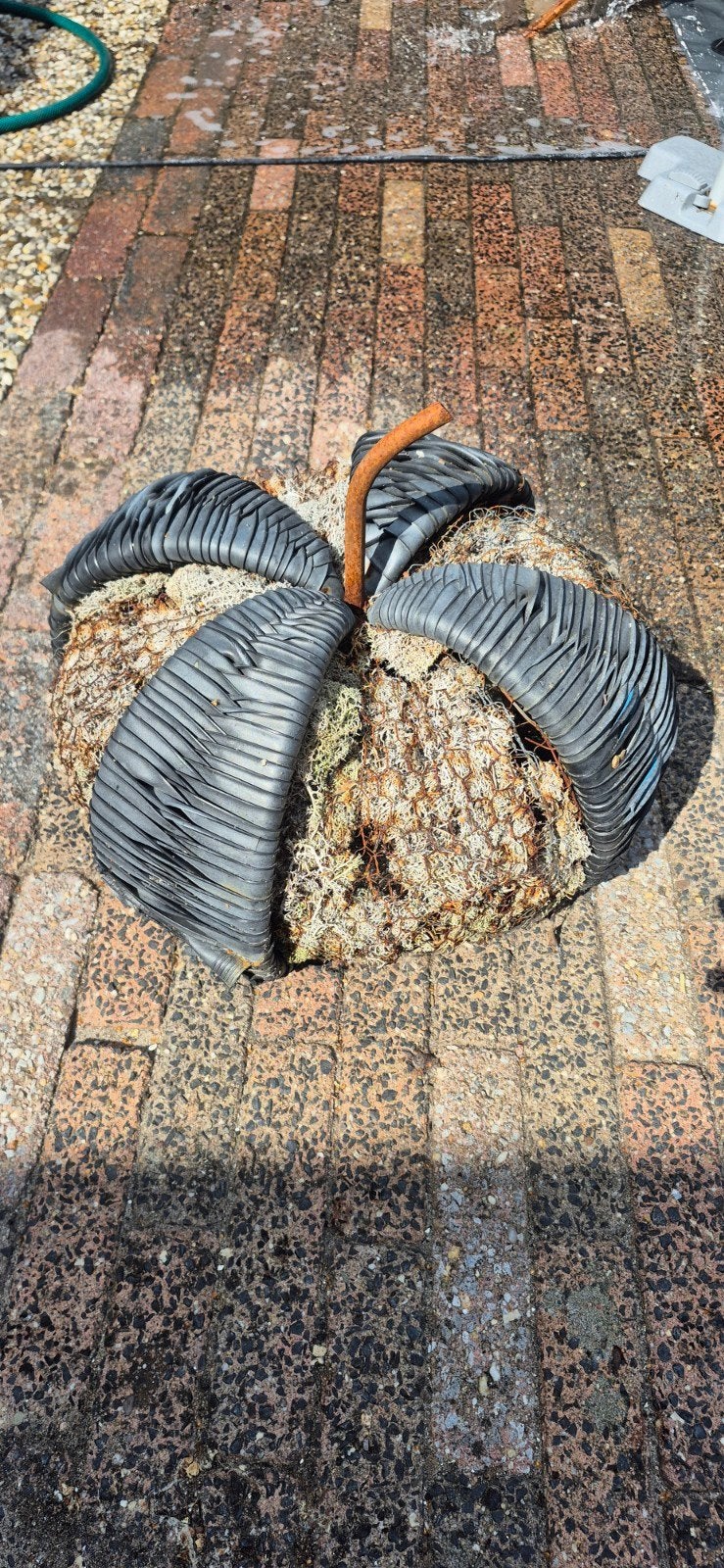 Leuke decoratie pompoen, Ophalen