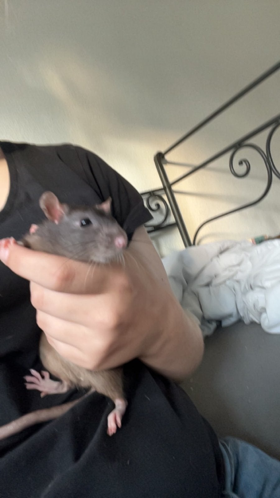 Tam ratje vrouwtje, Rat, Maart, Vrouwelijk, Tam