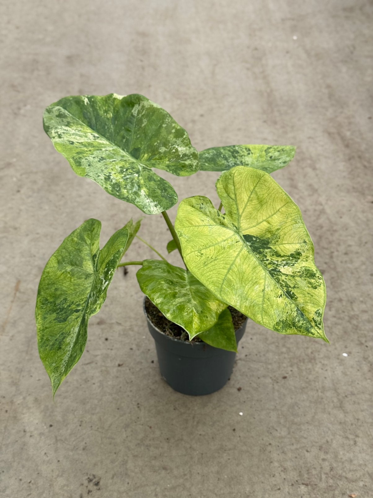 Alocasia Macrorrhiza Splash Tricolor Variegata, Huis en Inrichting, Kamerplanten, Ophalen of Verzenden, Halfschaduw, Minder dan 100 cm
