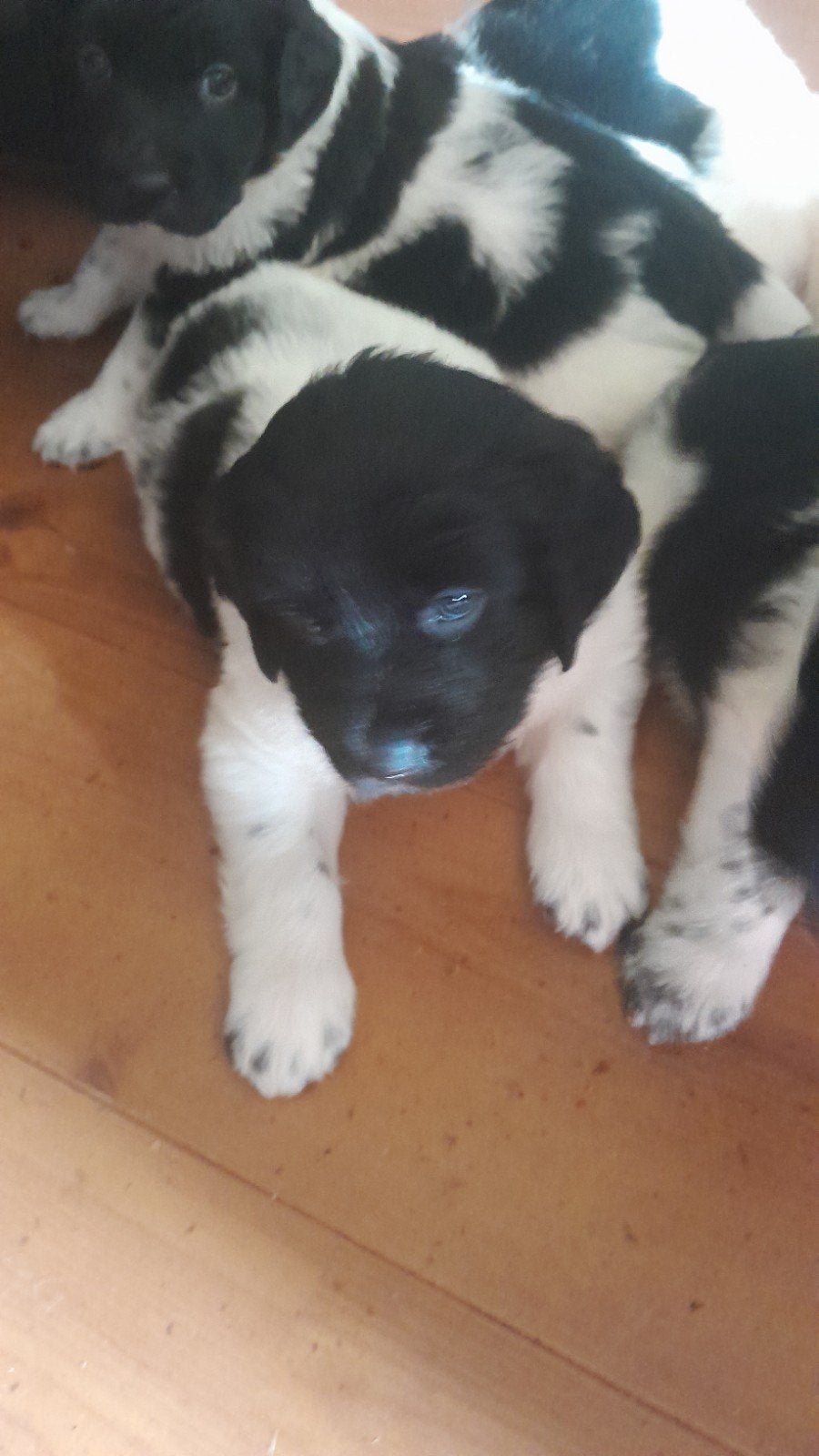 friese stabij puppy  mooie puppy  5 reutjes, Dieren en Toebehoren, Honden | Niet-rashonden, Reu, 8 tot 15 weken, Meerdere, Middel