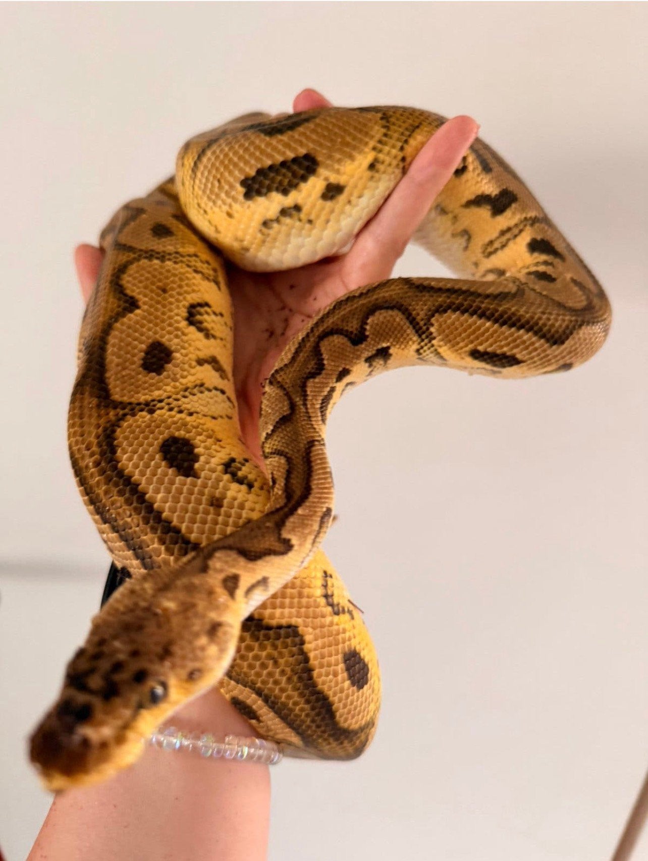1.0 Pastel Clown het Pied (2023) Ball Python - male for sale from Sofie