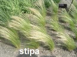 Siergras. Stipa Tenuifolia of vedergras., Ophalen, Vaste plant, Siergrassen, Halfschaduw