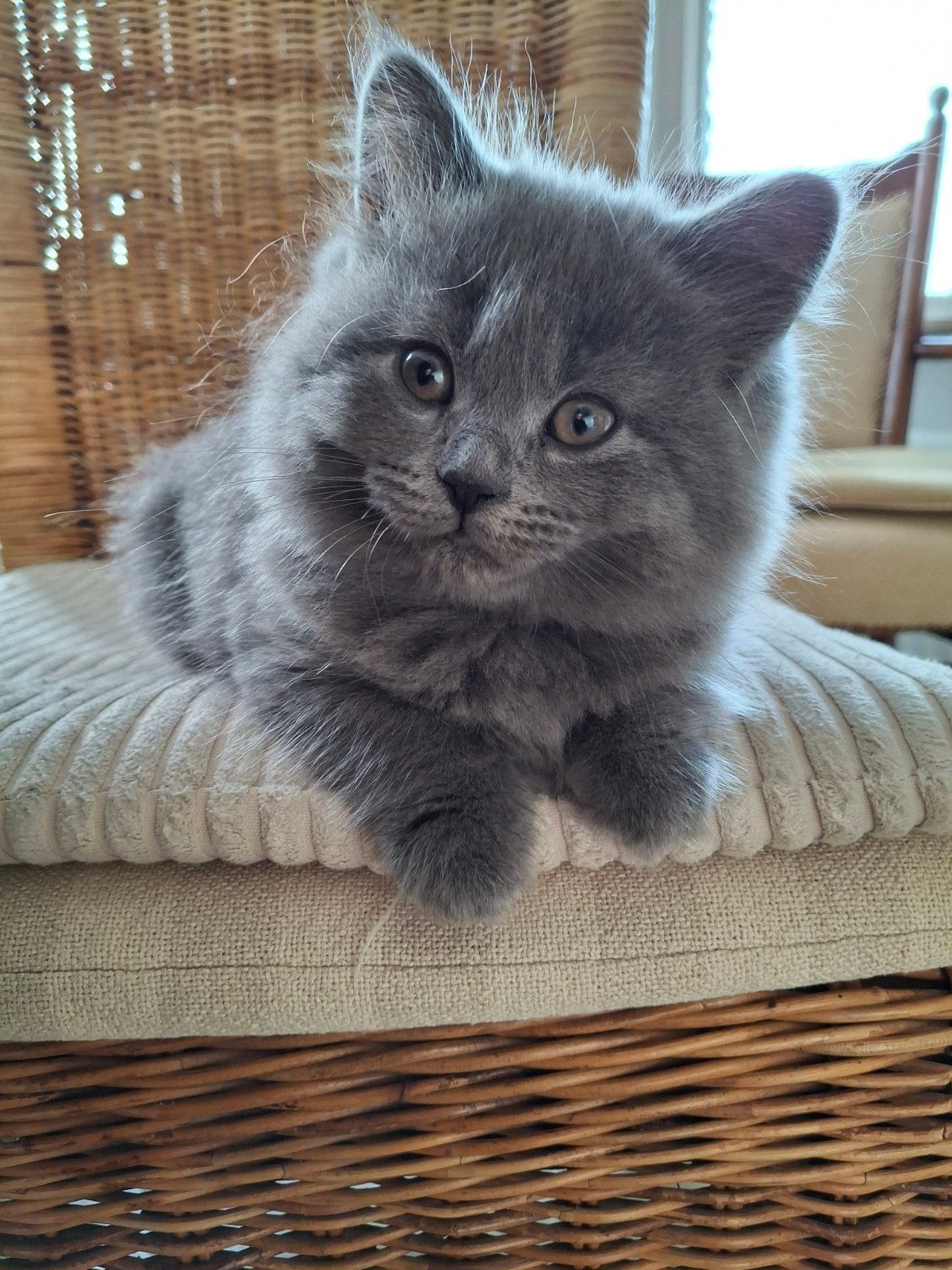 prachtige grijze britse langhaar kittens, Meerdere dieren, Langharig, 0 tot 2 jaar