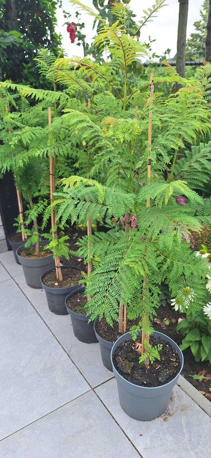 Jacaranda Mimosifolia - Tropische Schoonheid voor Uw Tuin, Tuin en Terras, Volle zon, Vaste plant, Zomer, Ophalen