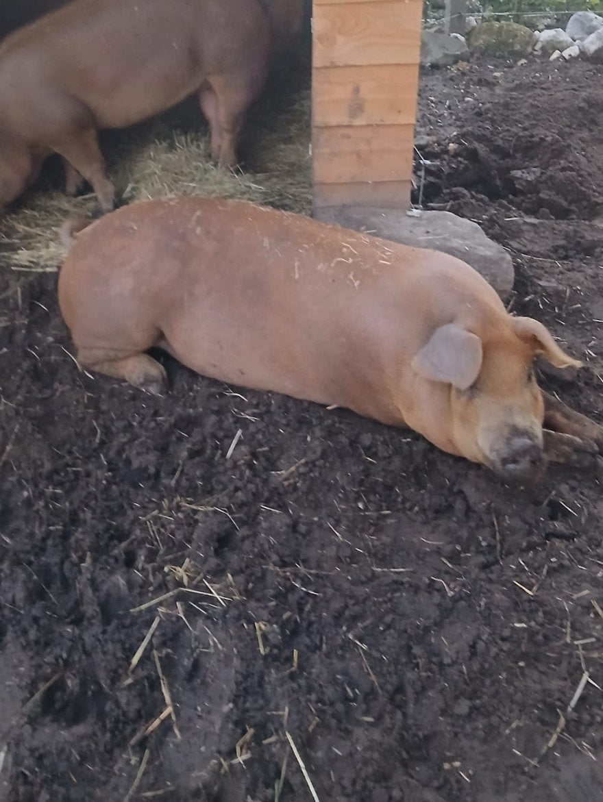 2x duroc varkens te koop, Mannelijk